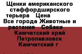 Щенки американского стаффордширского терьера › Цена ­ 20 000 - Все города Животные и растения » Собаки   . Камчатский край,Петропавловск-Камчатский г.